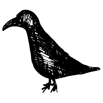 raven