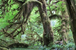 hoh rain forest