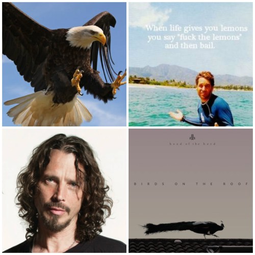 collagHead-of-the-herd